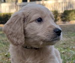 Small Photo #5  Breeder Profile in SAINT AUGUSTINE, FL, USA