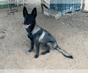 Belgian Malinois Dog Breeder in CALIENTE,  USA