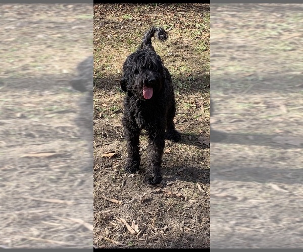 Medium Photo #21  Breeder Profile in LAKE GEORGE, NY, USA