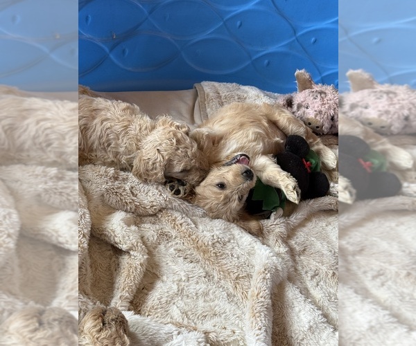 Medium Photo #1  Breeder Profile in RUSSELL, MA, USA