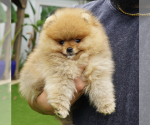 Pomeranian Dog Breeder near MIAMI, FL, USA