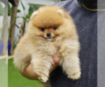 Small breeder photo