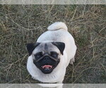 Small #3 Breeder Profile image