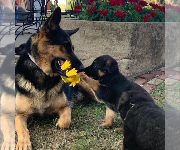 Medium Photo #1  Breeder Profile in LINDSBORG, KS, USA
