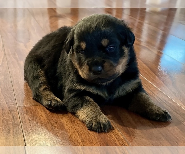 Medium Photo #1  Breeder Profile in REDDING, CA, USA