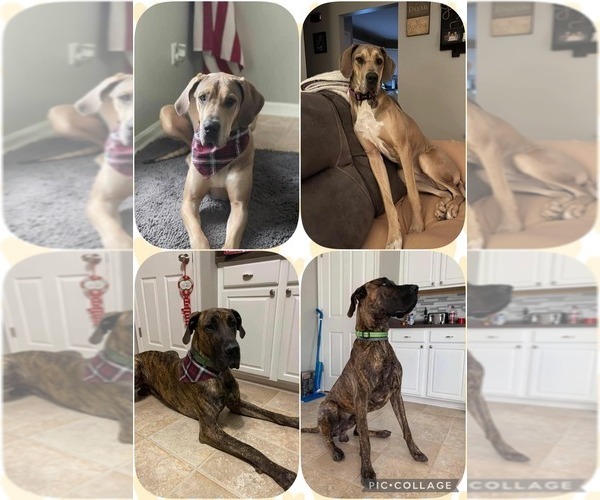 Medium Photo #1  Breeder Profile in CLEVERSBURG, PA, USA