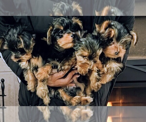 Medium Photo #1  Breeder Profile in WINTERVILLE, NC, USA