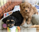 Small Photo #6  Breeder Profile in BELDING, MI, USA