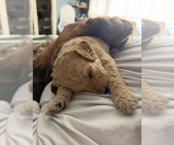 Medium Photo #1  Breeder Profile in LIVERPOOL, NY, USA