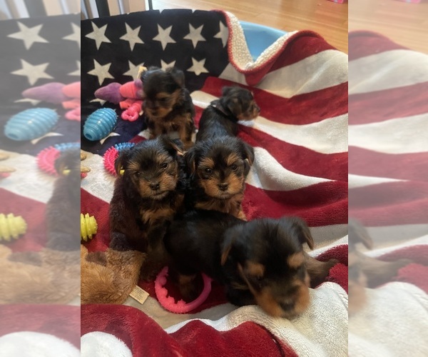 Medium Photo #1  Breeder Profile in WOODBRIDGE, VA, USA