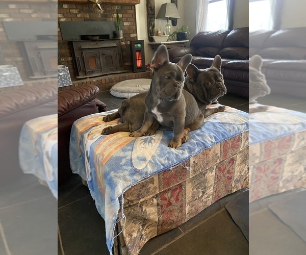 Medium Photo #26  Breeder Profile in GRIFFIN, GA, USA