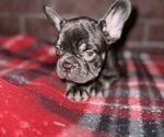 Small #1 Breeder Profile image