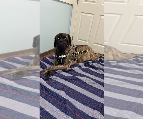 Medium Photo #19  Breeder Profile in MORRISTON, FL, USA
