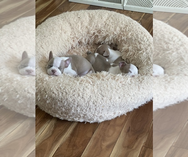 Medium Photo #1  Breeder Profile in PLAINFIELD, IL, USA