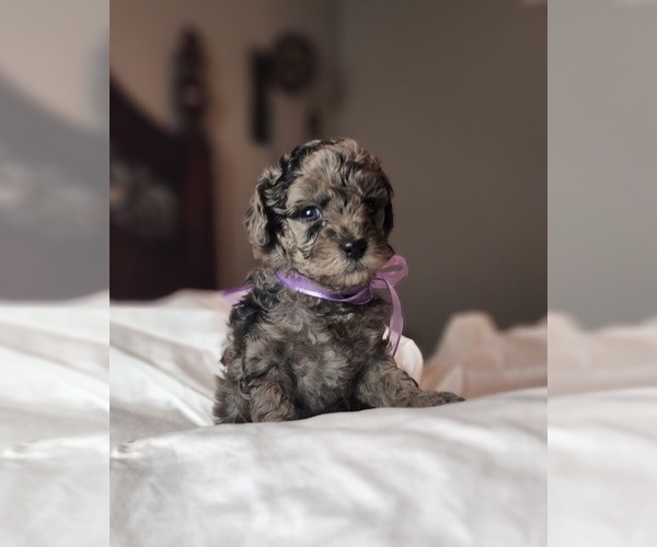 Medium Photo #1  Breeder Profile in REIDSVILLE, NC, USA