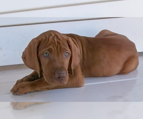Medium Photo #3  Breeder Profile in ALPINE, TX, USA