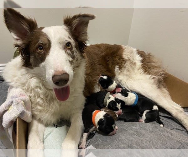 Medium Photo #1  Breeder Profile in HUNTERSVILLE, NC, USA