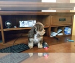 Small breeder photo