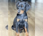 Small breeder photo