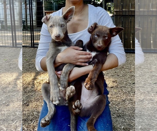 Medium Photo #4  Breeder Profile in CAMAS, WA, USA