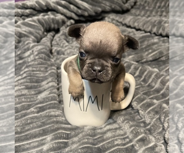 Medium Photo #2  Breeder Profile in YELLVILLE, AR, USA