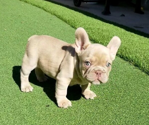 Medium Photo #2  Breeder Profile in LAS VEGAS, NV, USA