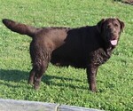 Small breeder photo