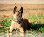 Small Photo #15  Breeder Profile in CONYERS, GA, USA