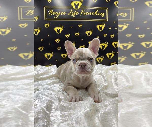 Medium Photo #1  Breeder Profile in RAYMORE, MO, USA
