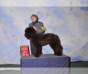 Barbet Dog Breeder near GREENBANK, WA, USA