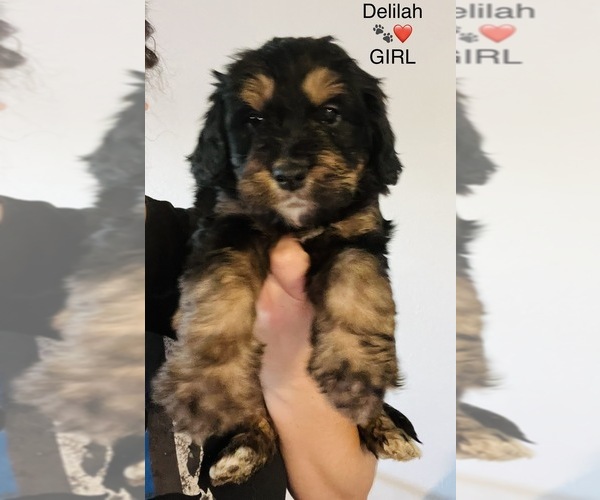 Medium Photo #5  Breeder Profile in VISALIA, CA, USA