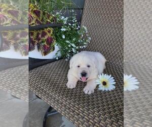 Labrador Retriever Dog Breeder near GRABILL, IN, USA