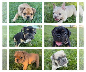 English Bulldog-French Bulldog Mix Dog Breeder near SAINT CHARLES, MO, USA