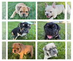 Small breeder photo