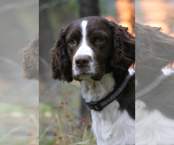 Medium Photo #1  Breeder Profile in Oldtown, ID, USA