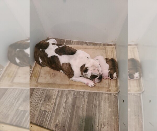 Medium Photo #2  Breeder Profile in GOLDSBORO, NC, USA
