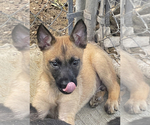 Small breeder photo