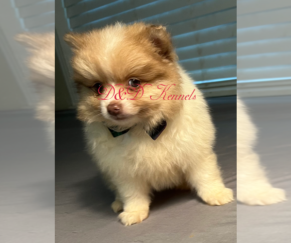 Medium Photo #4  Breeder Profile in RIPLEY, MS, USA