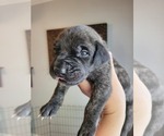 Small Photo #9  Breeder Profile in MONTEVIEW, ID, USA