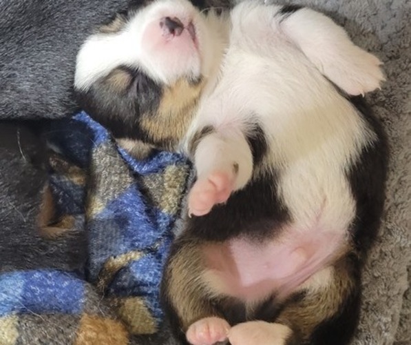 Medium Photo #33  Breeder Profile in AMERICUS, KS, USA