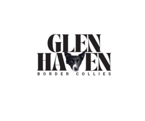 Border Collie Dog Breeder near PEARL CITY, IL, USA