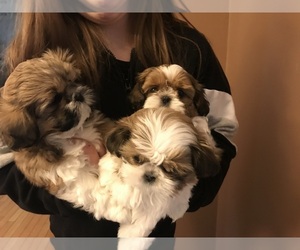 Main photo of Shih Tzu Dog Breeder near PGH, PA, USA