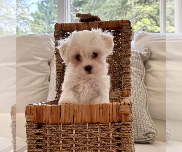 Medium Photo #2  Breeder Profile in RALEIGH, NC, USA