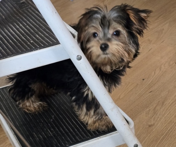 Medium Photo #1  Breeder Profile in ALEXANDRIA, IN, USA