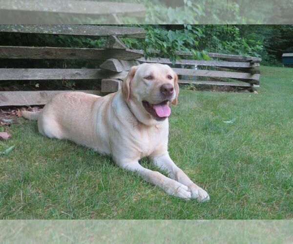 Medium Photo #1  Breeder Profile in BEARTOWN, PA, USA