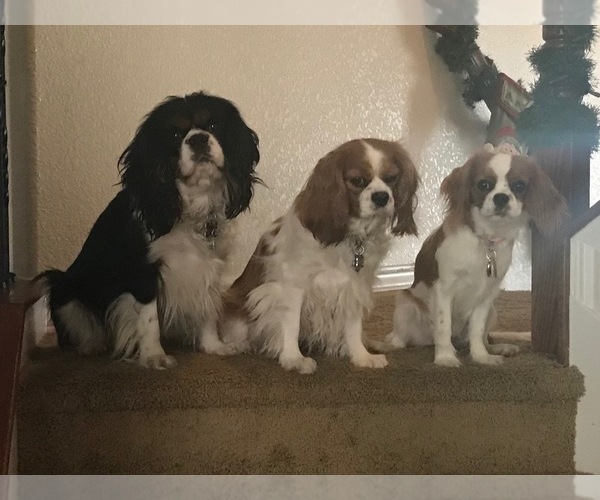 Medium Photo #1  Breeder Profile in SAN LEANNA, TX, USA