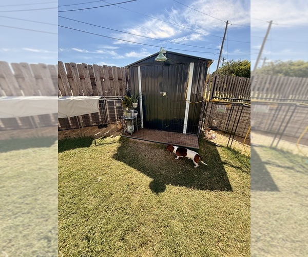 Medium Photo #2  Breeder Profile in FAIRVIEW, OK, USA