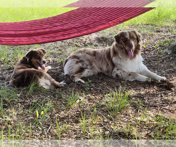 Medium Photo #1  Breeder Profile in SOUTH DARTMOUTH, MA, USA