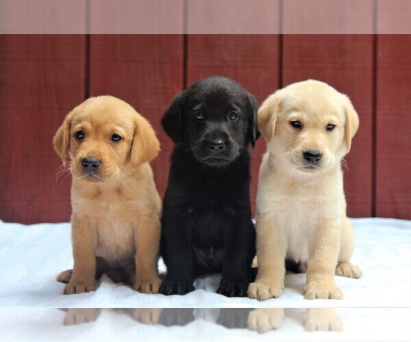 Medium Photo #1  Breeder Profile in ROANOKE, VA, USA