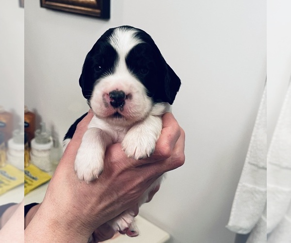 Medium Photo #1  Breeder Profile in NORTH BERWICK, ME, USA